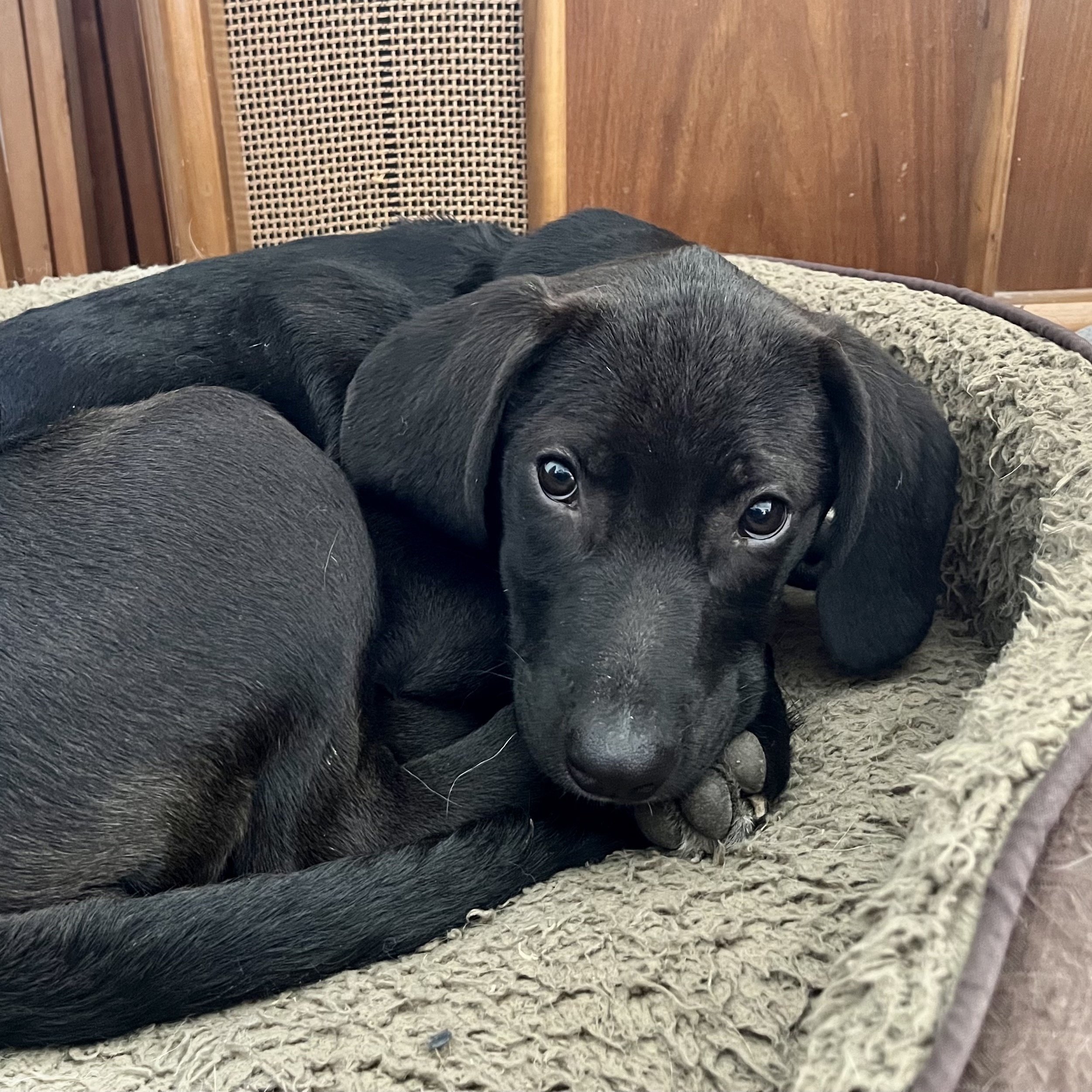 Poppy - female P pup