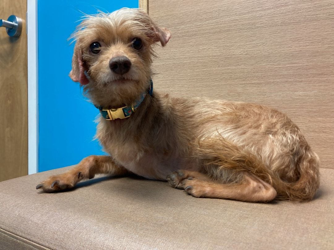 JAKE *SPECIAL NEEDS*