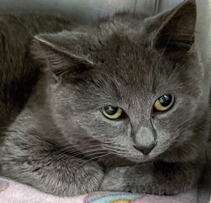 Bee **Bonded with Bay**