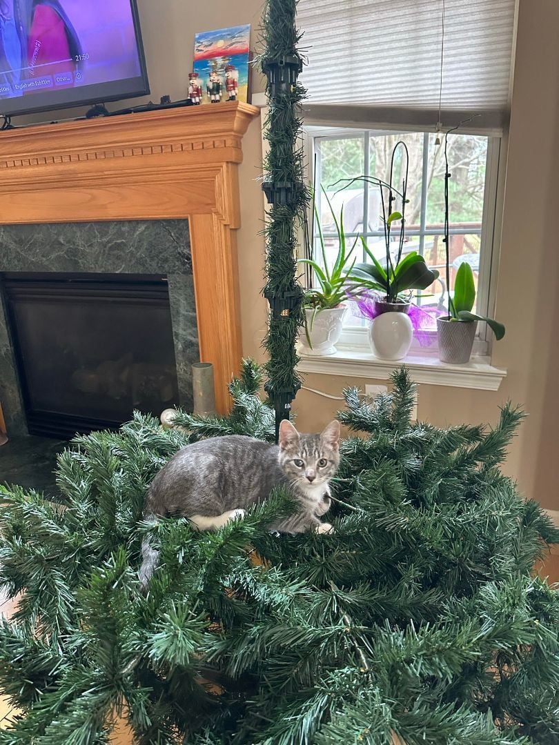 Fences (Foster Care)