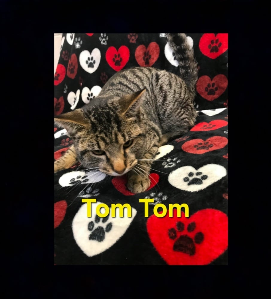 Tom Tom
