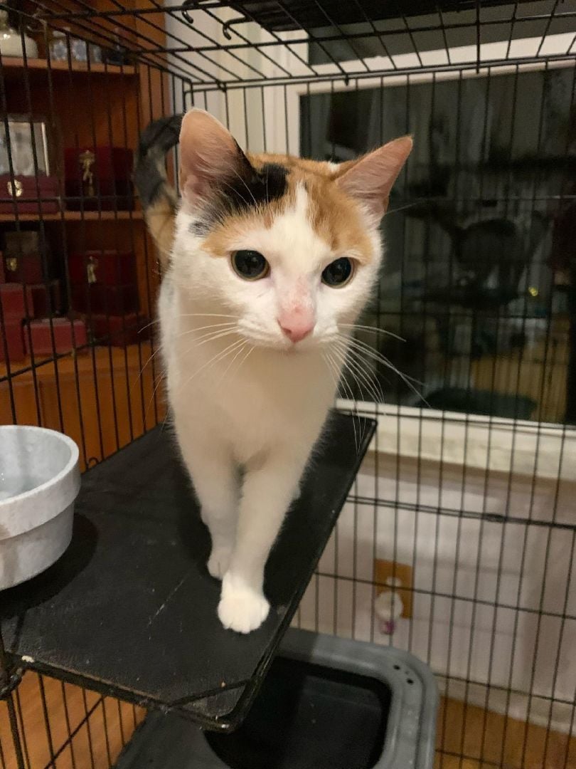 Sweetie Pie - Cuddly Calico