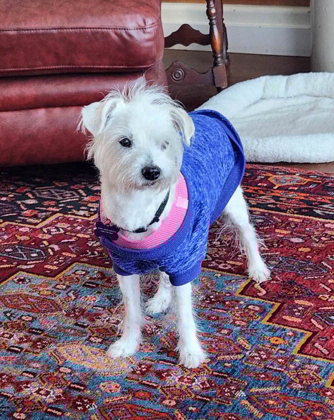 Sarah (and Toby) -BONDED PAIR