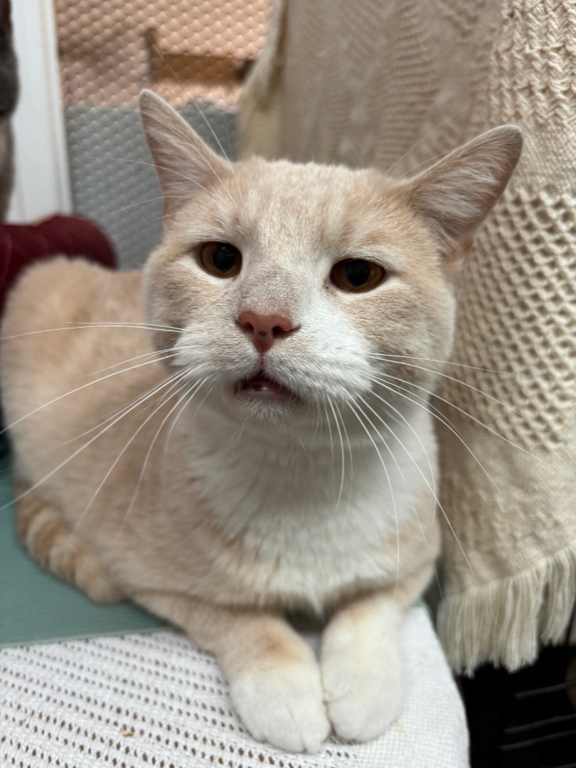 Gunther (bonded with Ross)