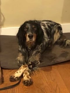 Jim Boy*Rare Llewellyn Setter