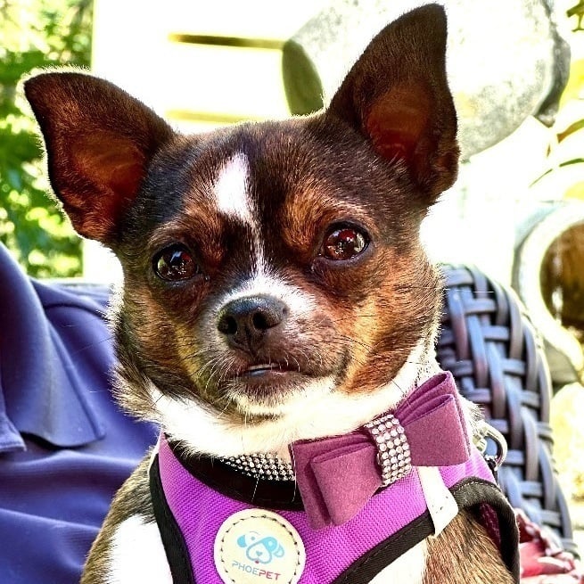 Indigo - FOSTER NEEDED or FOREVER HOME for a Sweet Girl!