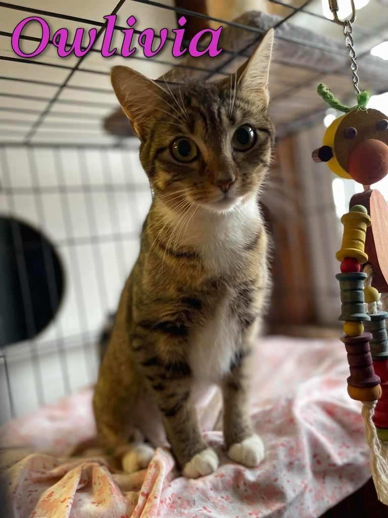 Owlivia
