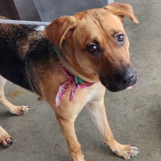 Jasper Douglas *****FOSTER NEEDED******