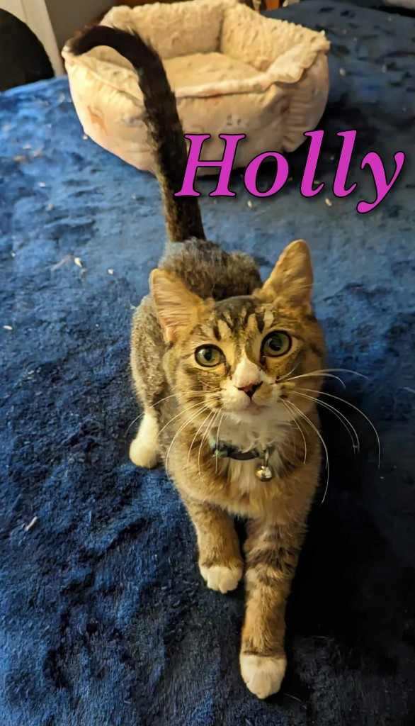 Holly