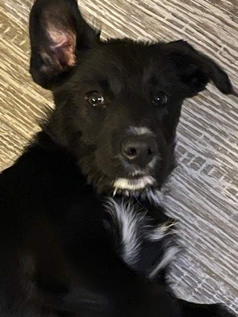 Give me some Puppy Love!!!