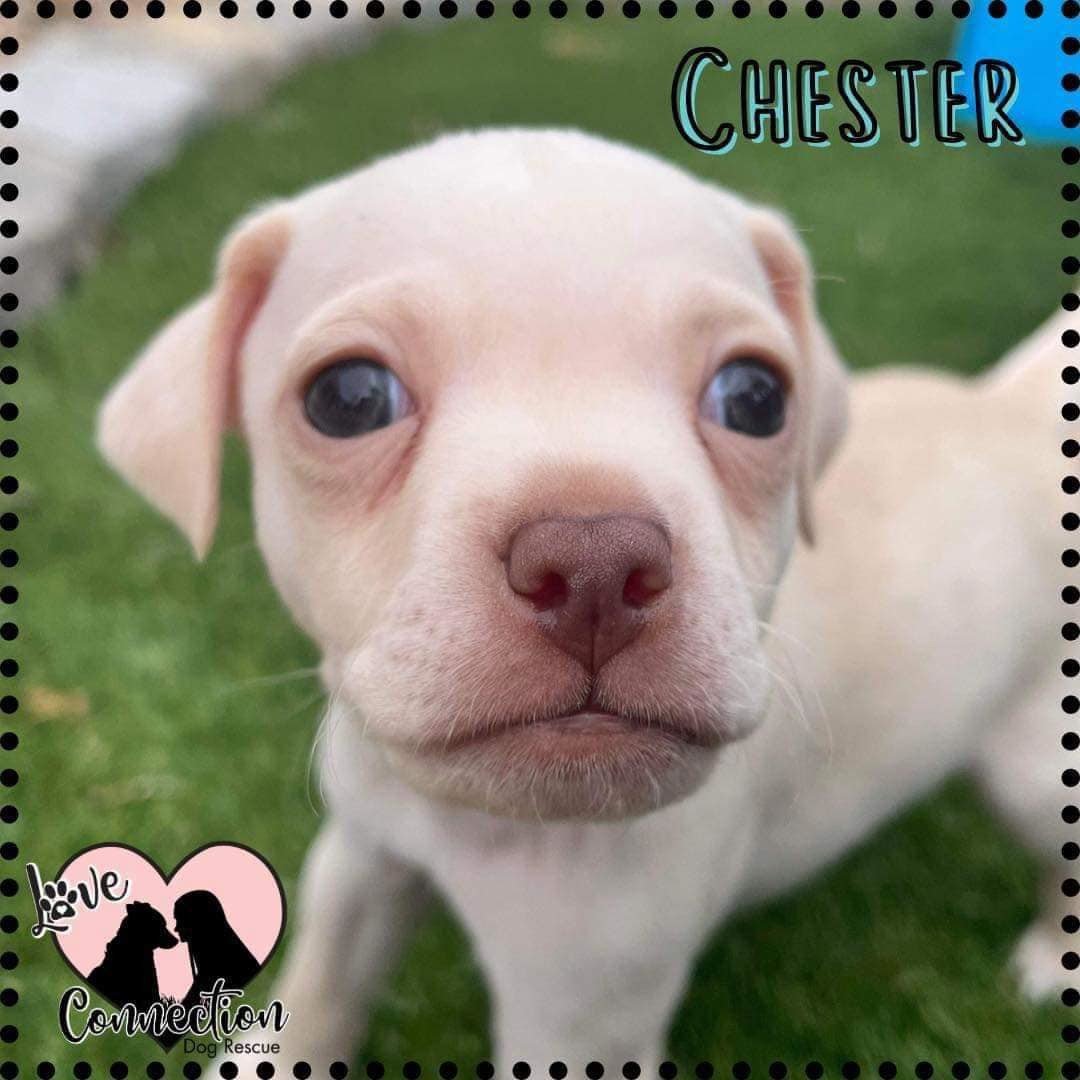 Chester