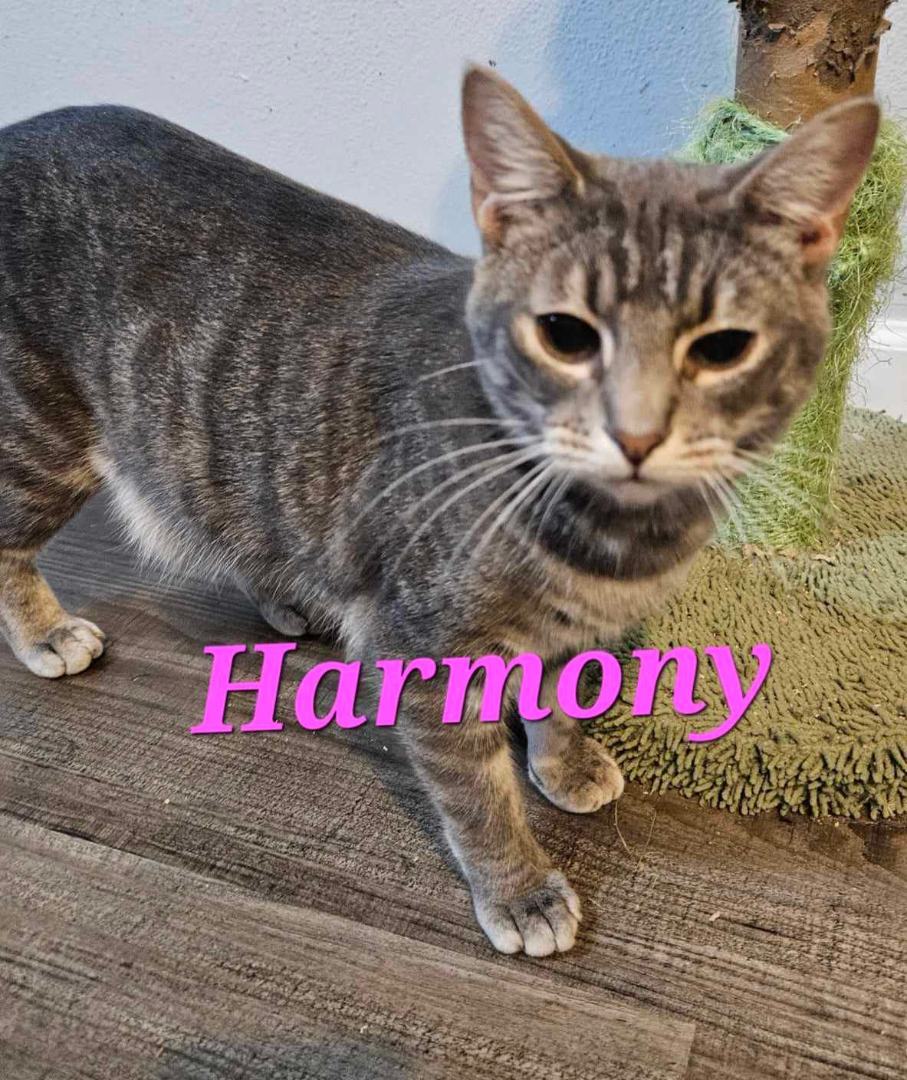 Harmony