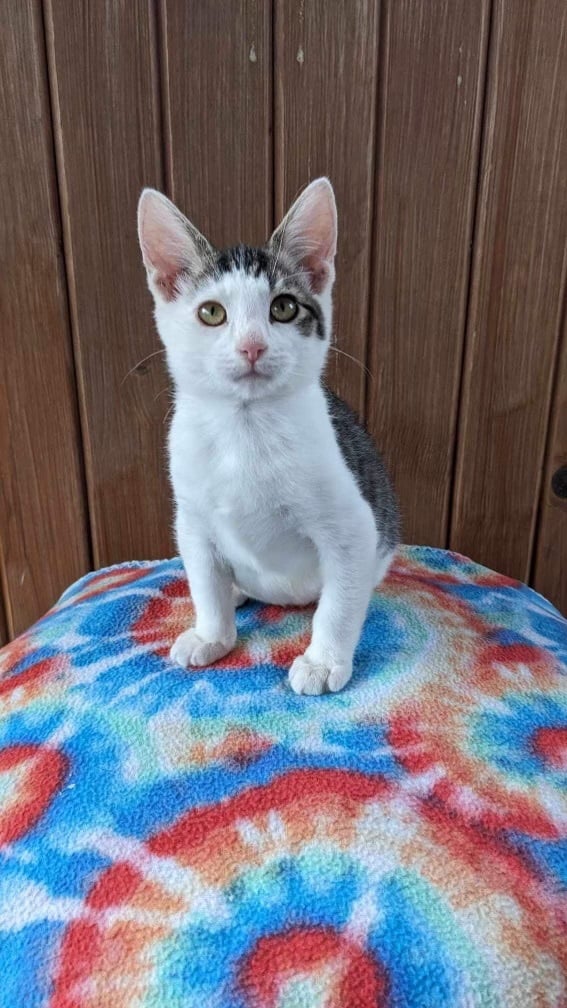 Calypso - Cal (Angel Litter)