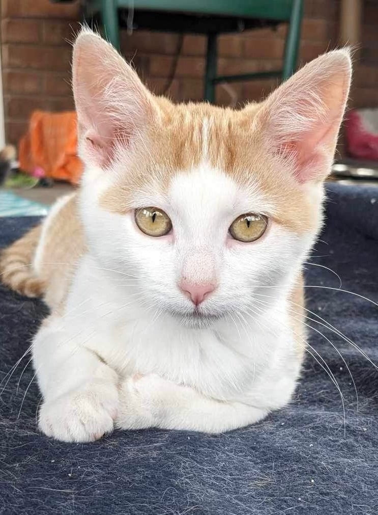 Sunny (Angel Litter)