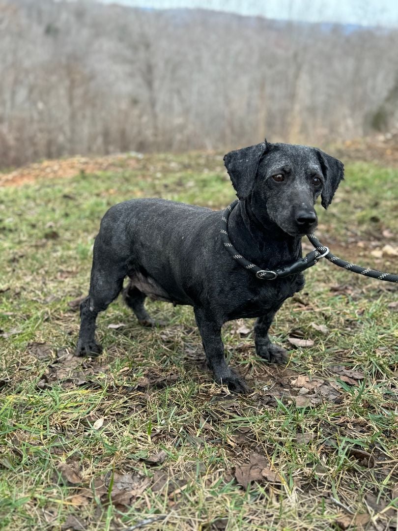 Lady (Recently Shaved Due to Matting)