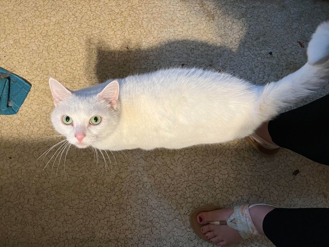 Artemis & Athena (Courtesy Post)