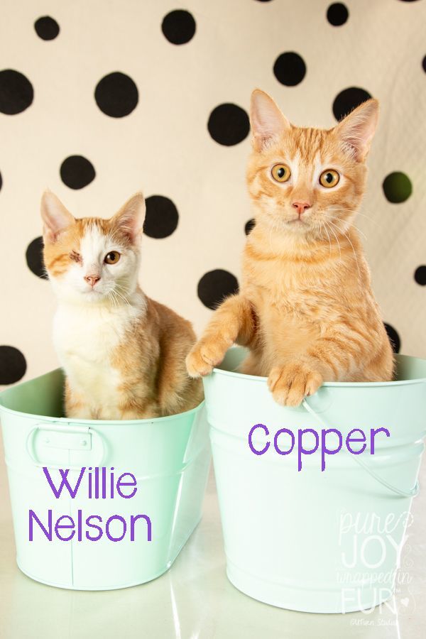 WILLIE NELSON & COPPER