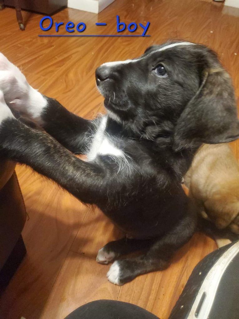 Chunk, Cookie, Oreo, Bean, PB, and Chip