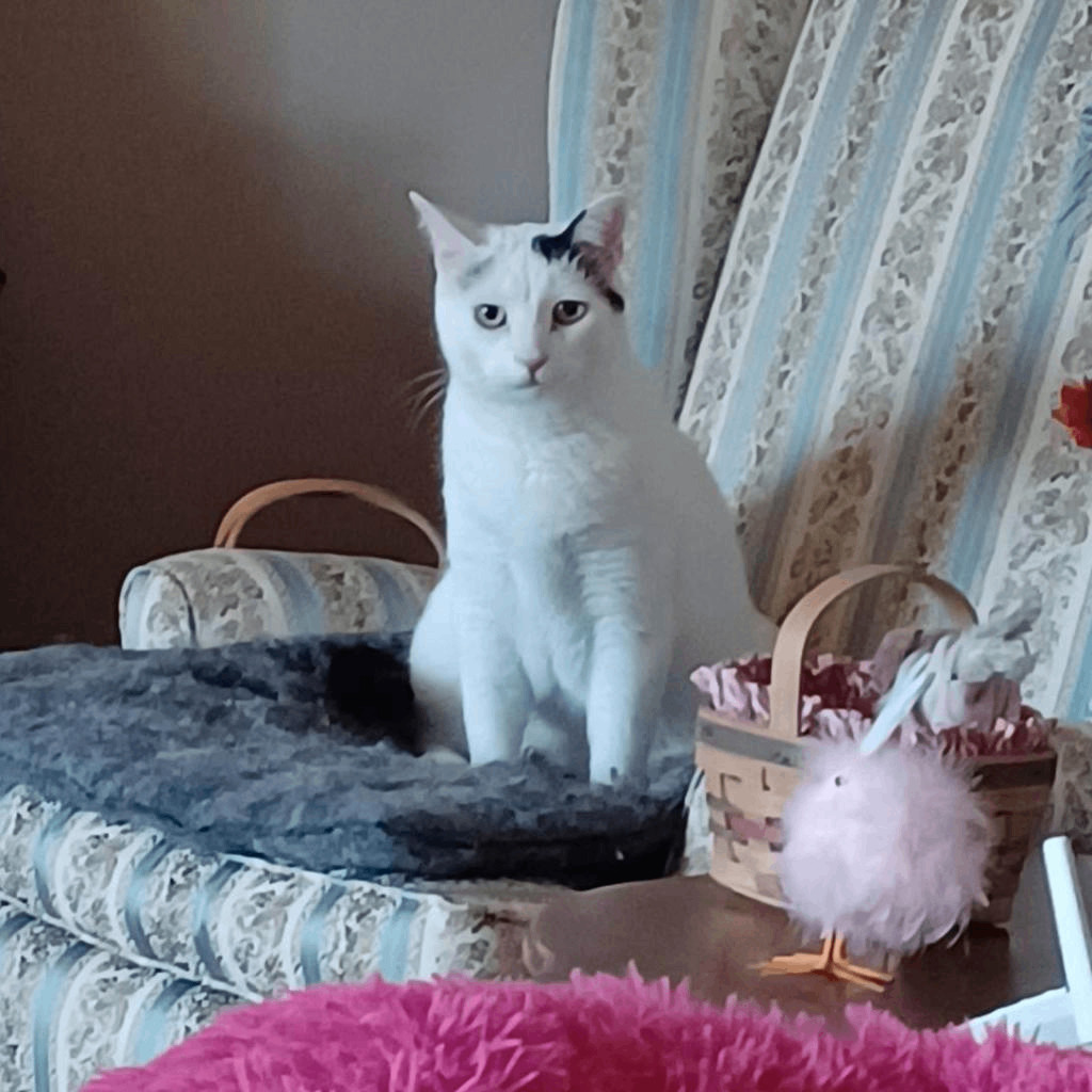 Tofu (Bonded with Wasabi)