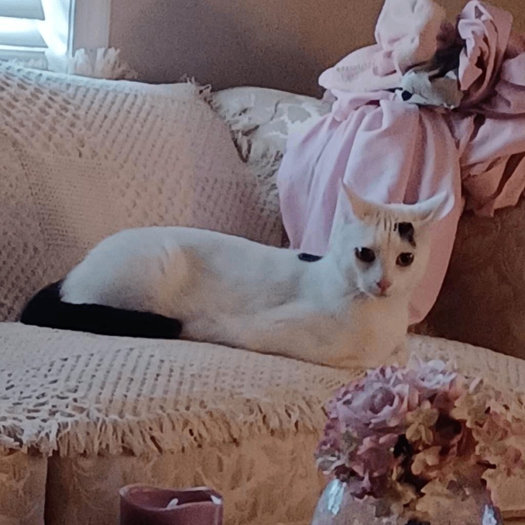 Wasabi (bonded with Tofu)