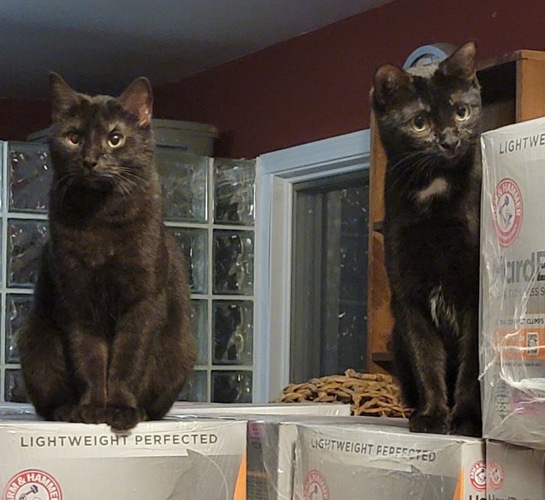 Flower Crissy and Rose