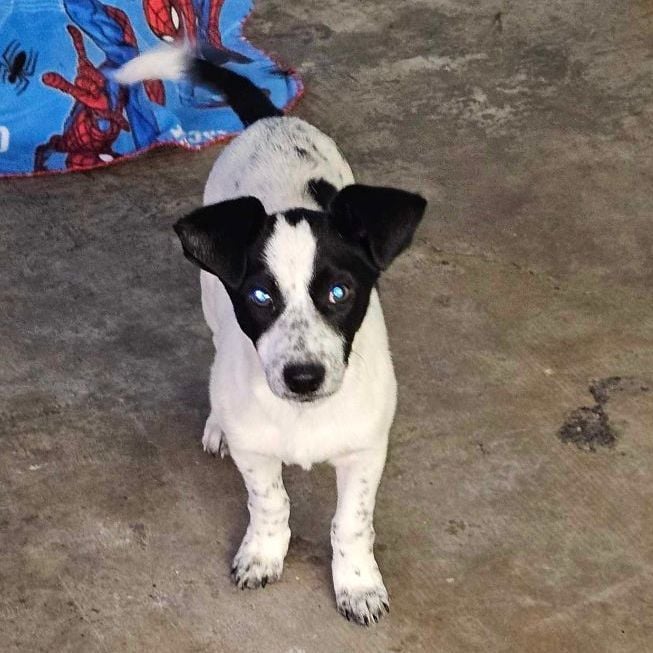 Deadpool (Wade Wilson)