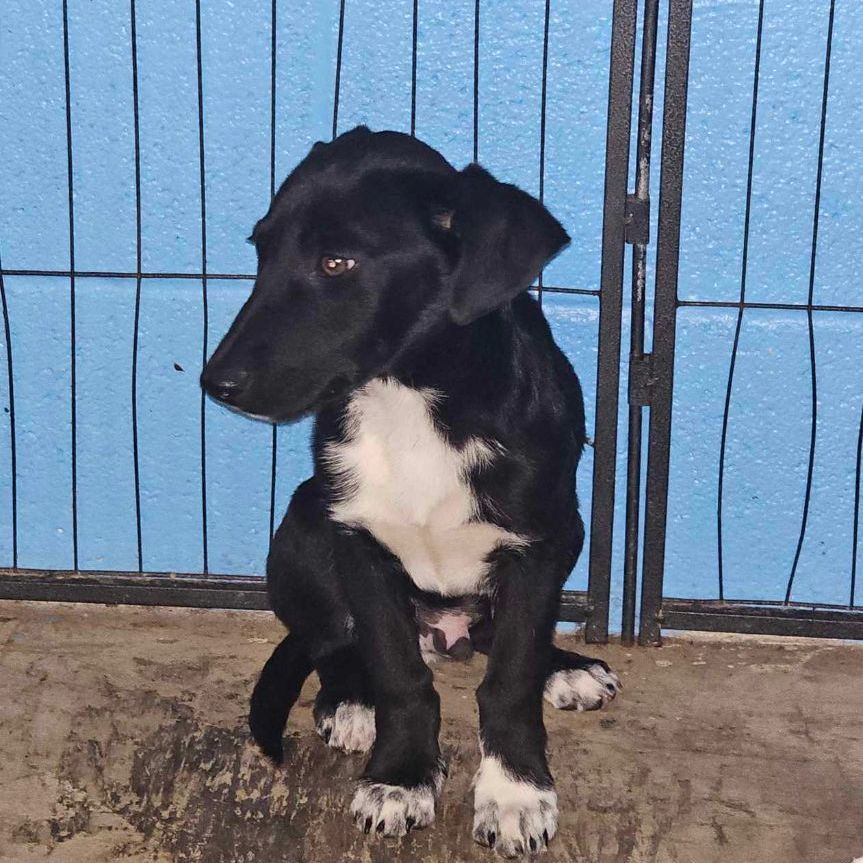 Wolverine (James Howlett) 