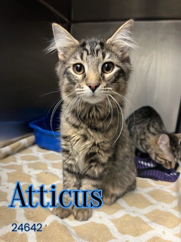 Atticus - $55 Adoption Fee Special