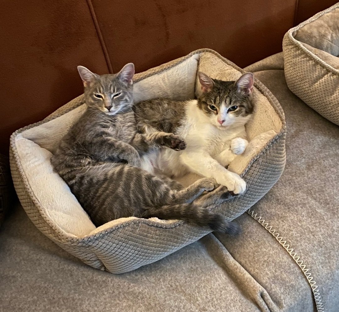 Greyson (gray) and Trixie (white & gray)