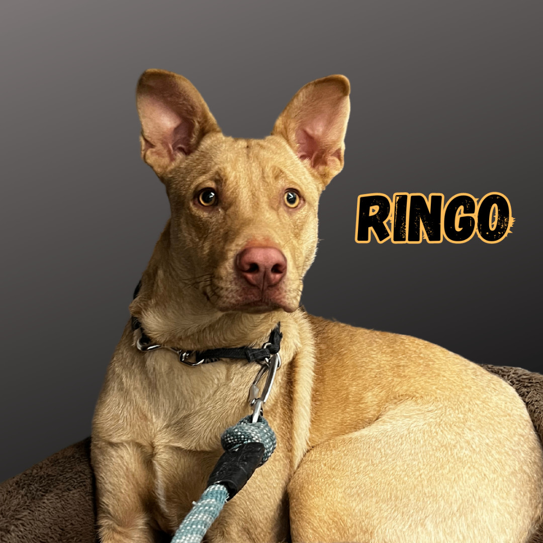 Ringo