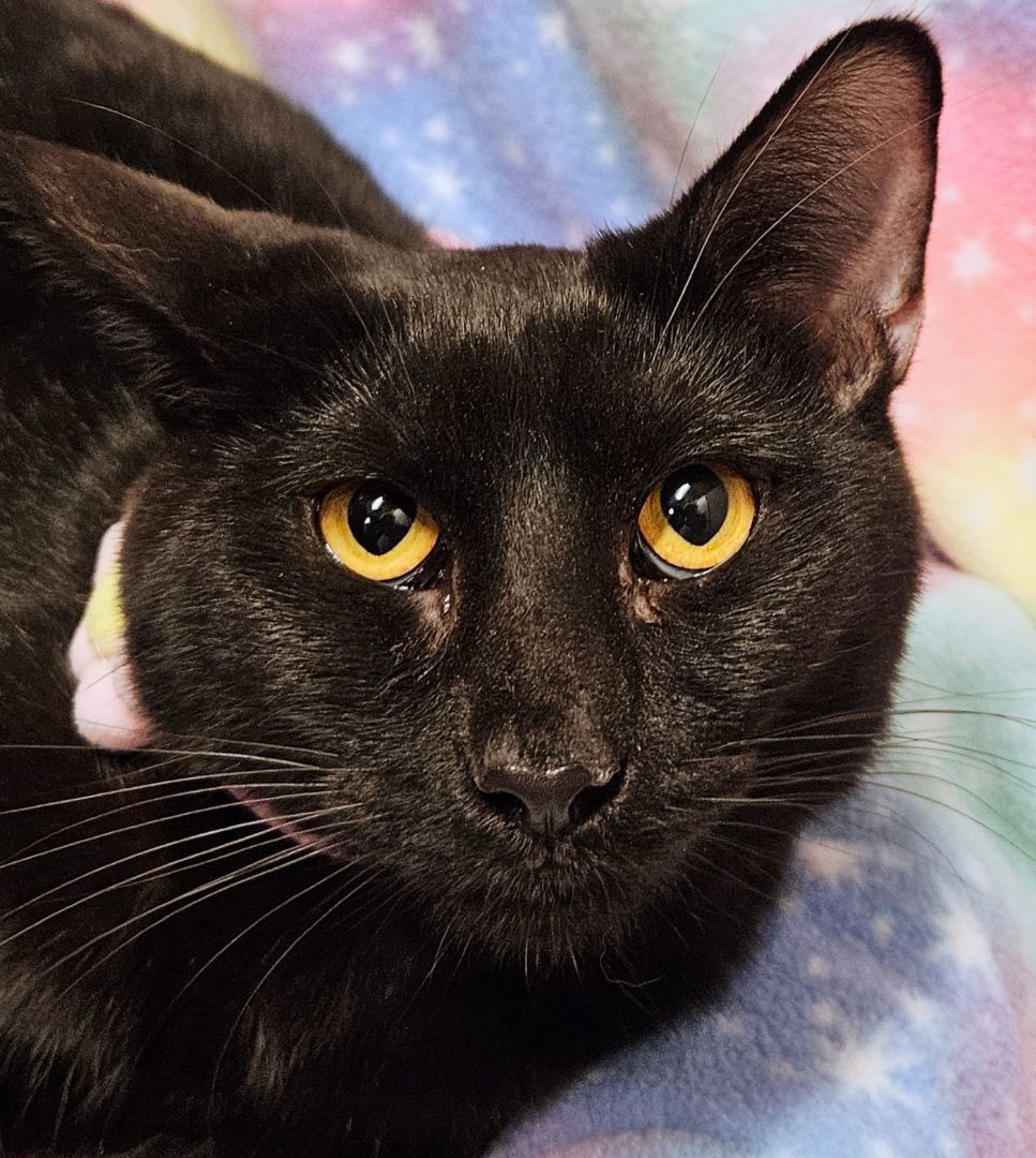 Cassie - Rancho Cucamonga PetSmart