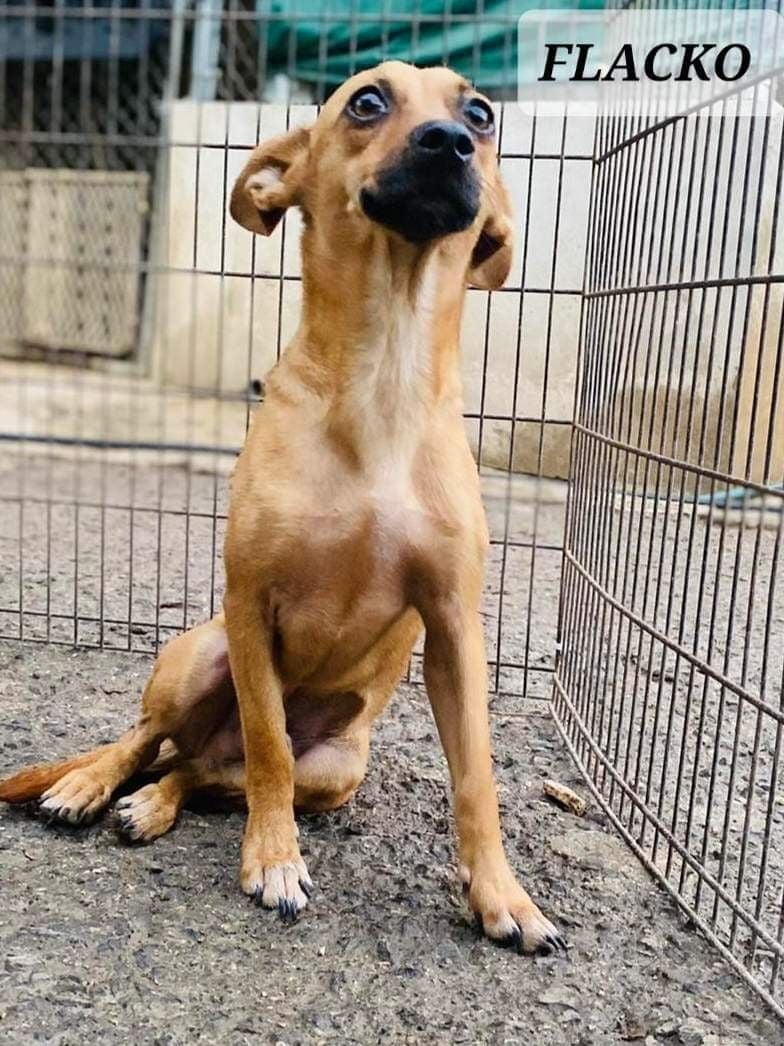 FLACKO - Playful sweet affectionate boy