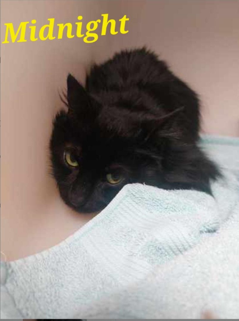 Midnight