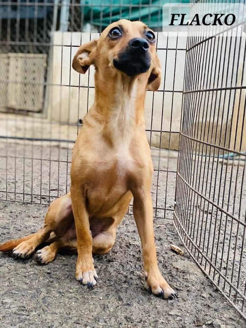 Flacko