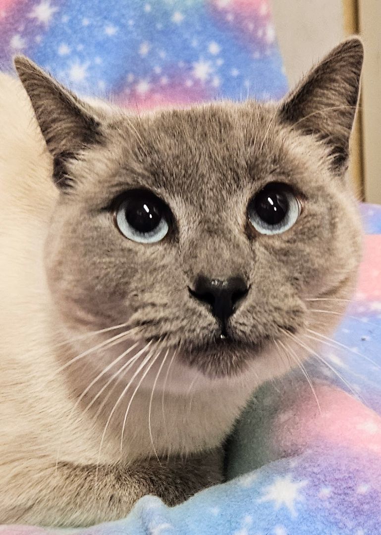 Cleopatra - Rancho Cucamonga PetSmart