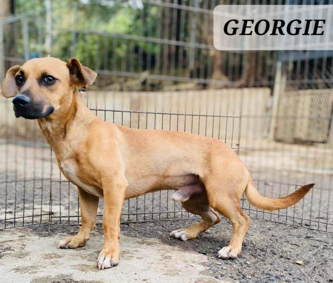 GEORGIE - happy playful 18 mo. old