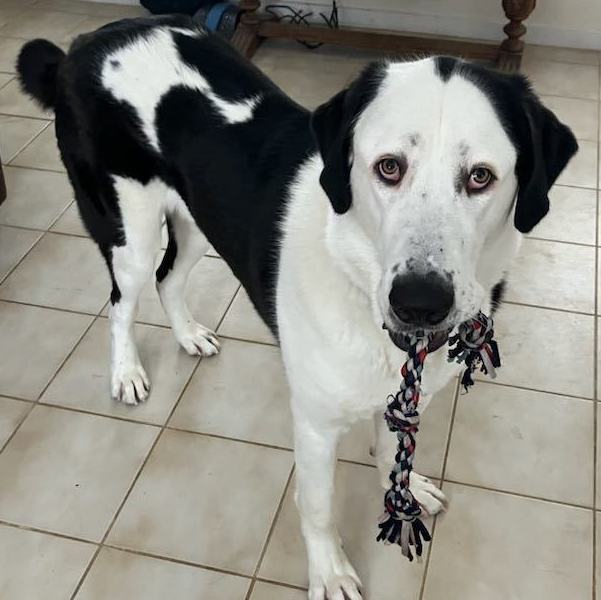 Odin (adopt or foster)