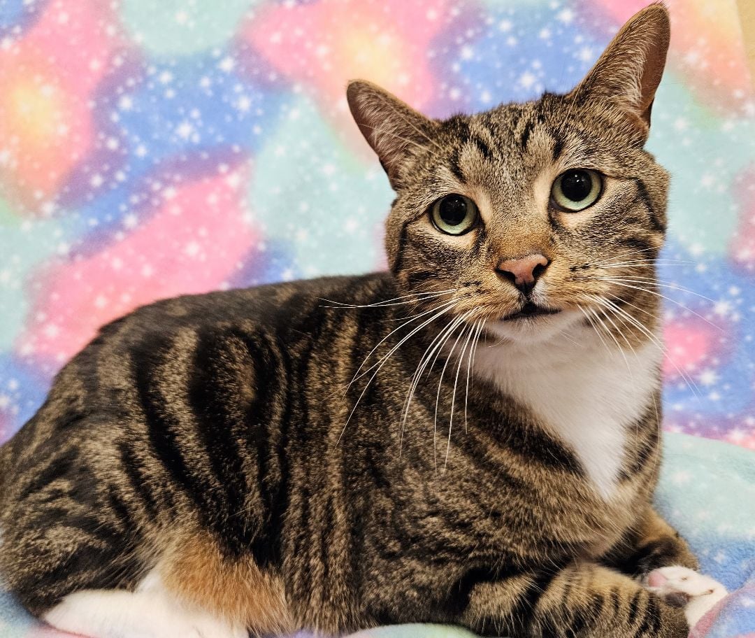 Frankie - Rancho Cucamonga PetSmart