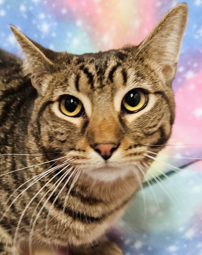 Tristan - Rancho Cucamonga PetSmart