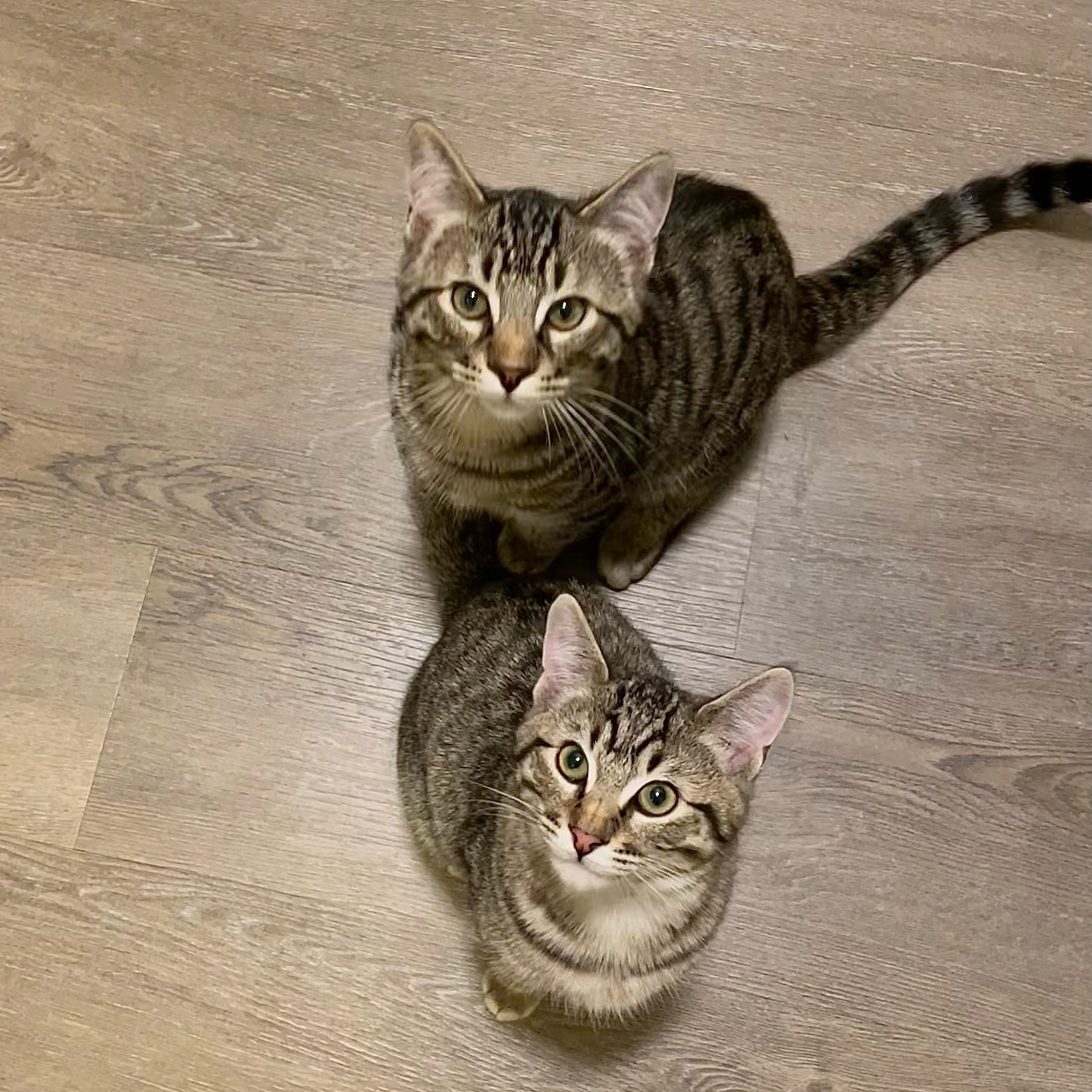 Daisy and Duke (Bonded Pair!)