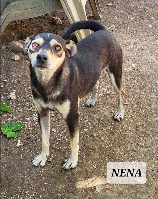 NENA - Sweetest girl dumped in mountains