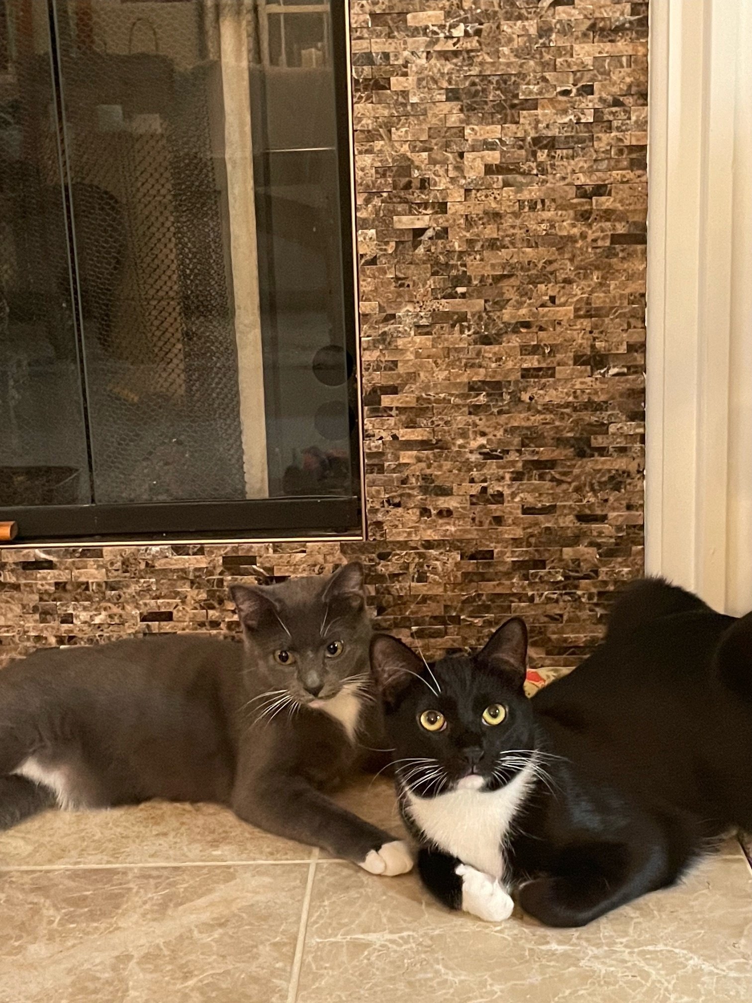 Flower & Romulus -Bonded Pair