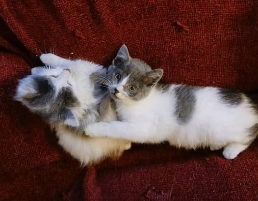 PomPom-Born Nov 2023