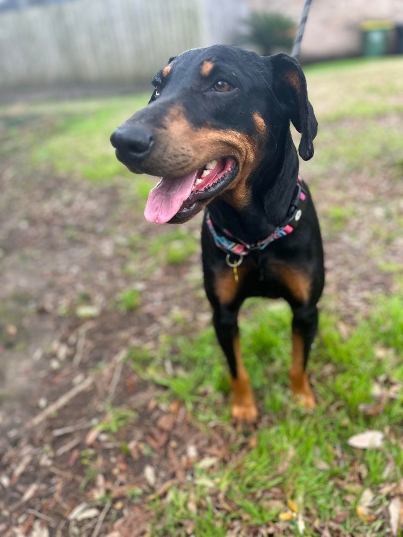 Carmilla -Coming Soon!