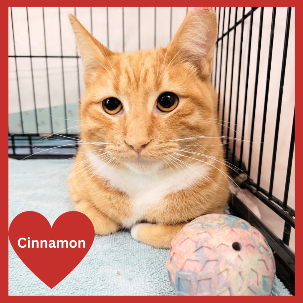 Cinnamon
