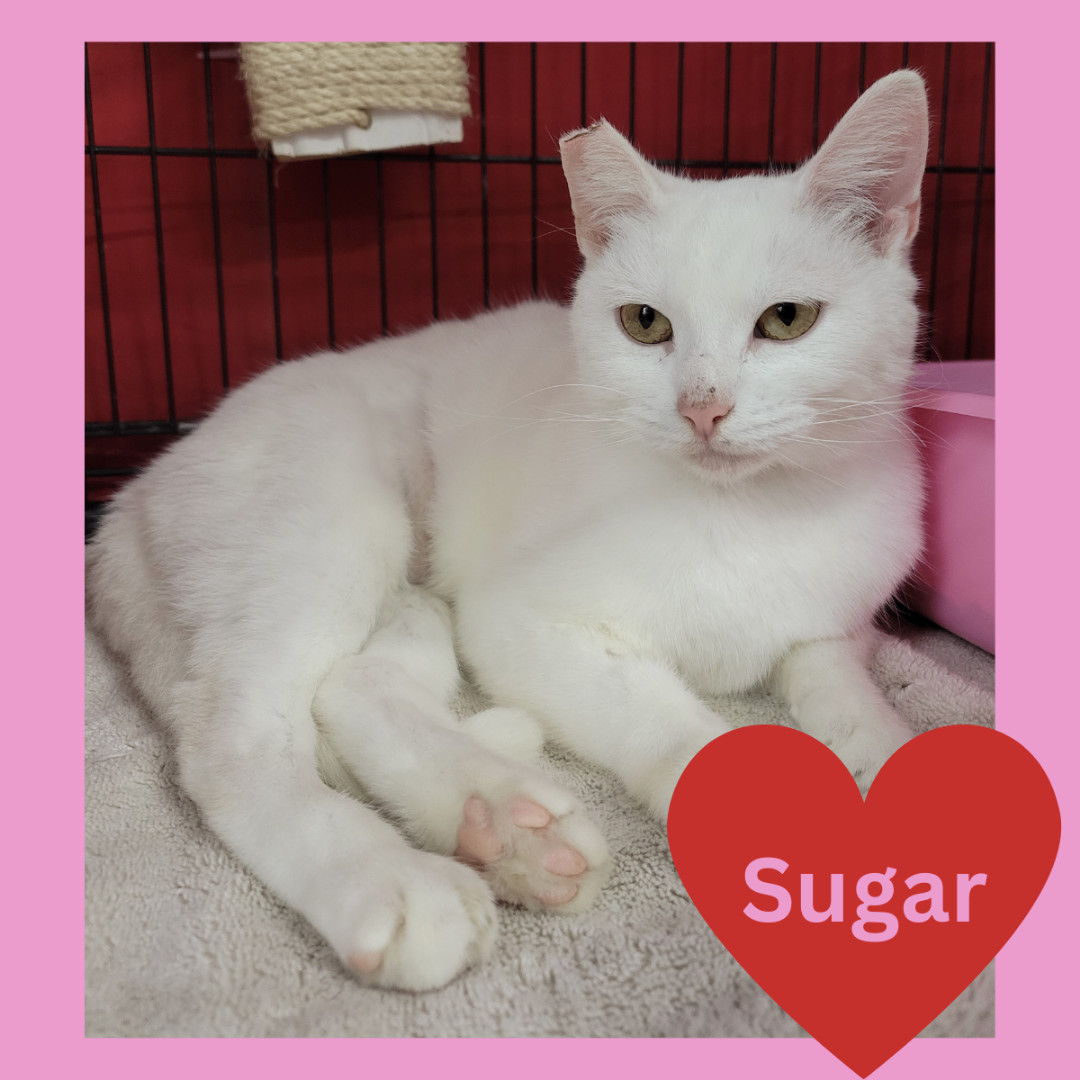 Sugar