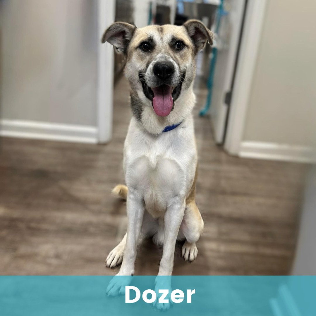 Dozer