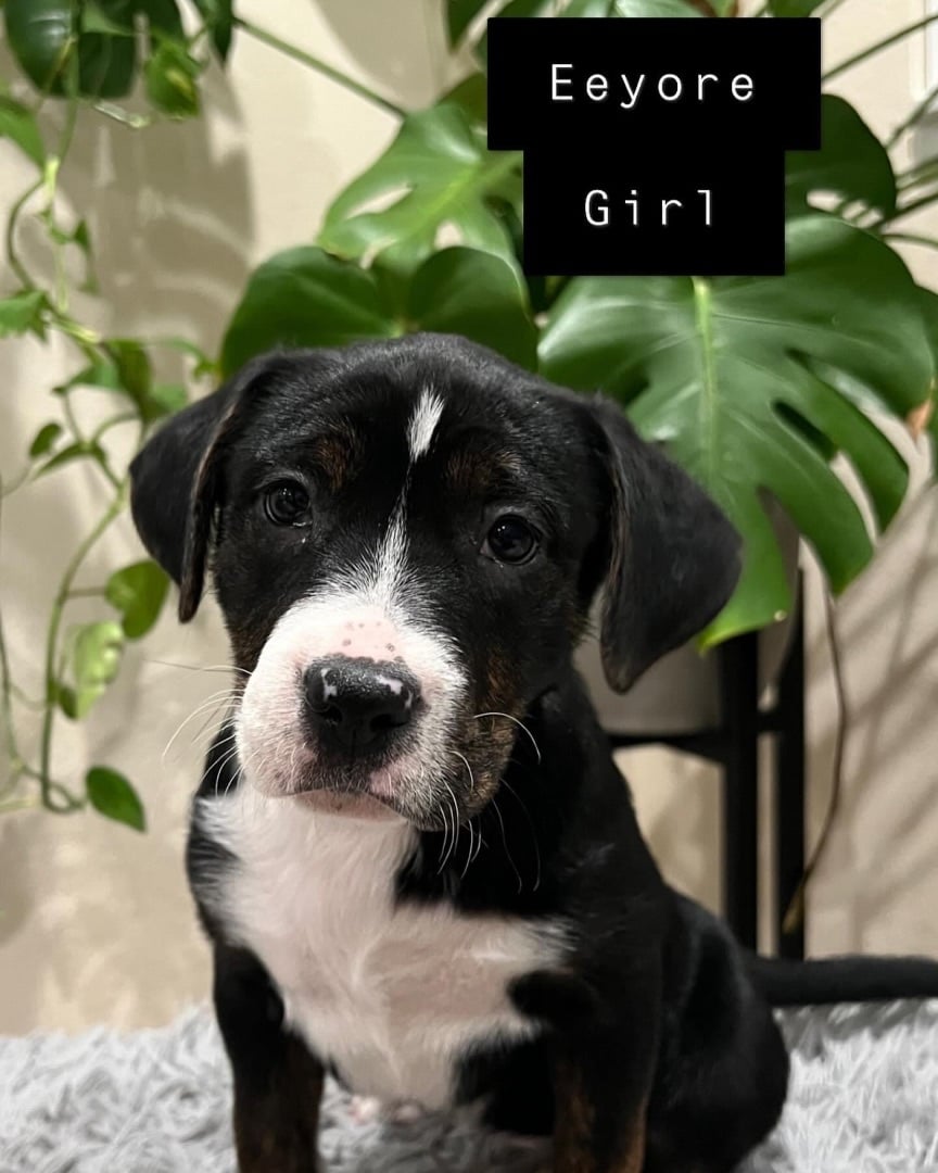 Eeyore 