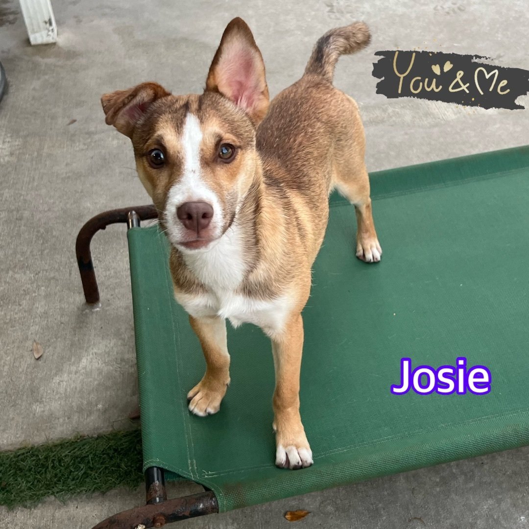 Josie