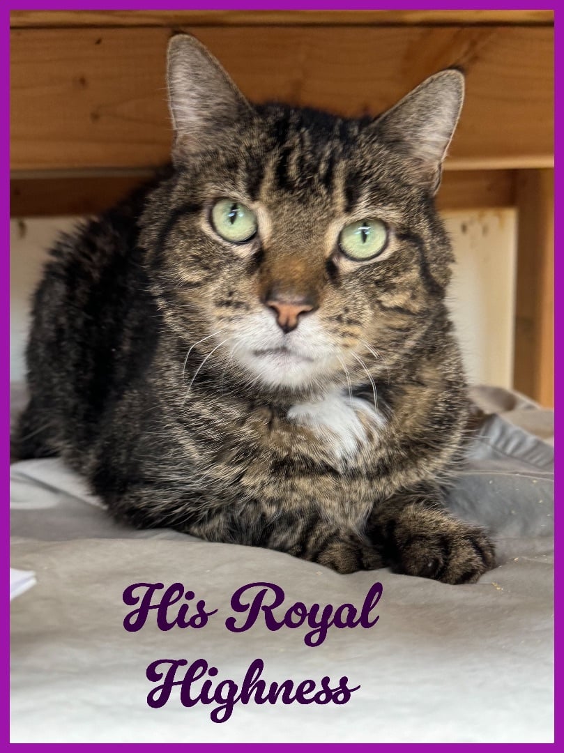 His Royal Highness Willow Grove (FCID 1/19/24-122)